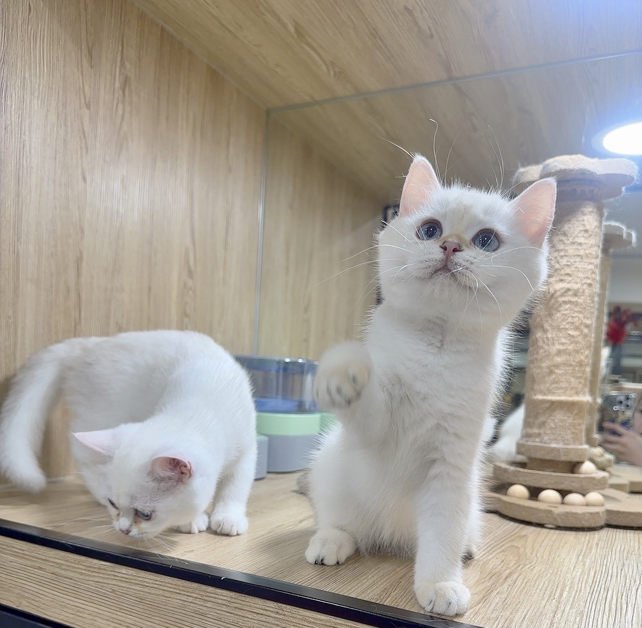 喜得貓社／金點英國短毛貓