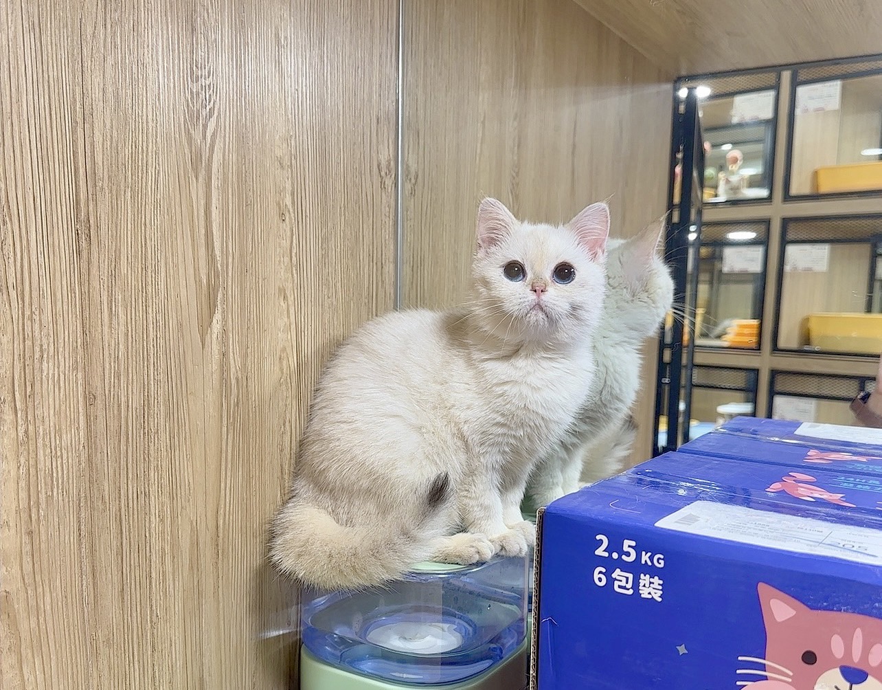 喜得貓社／金點英國短毛貓