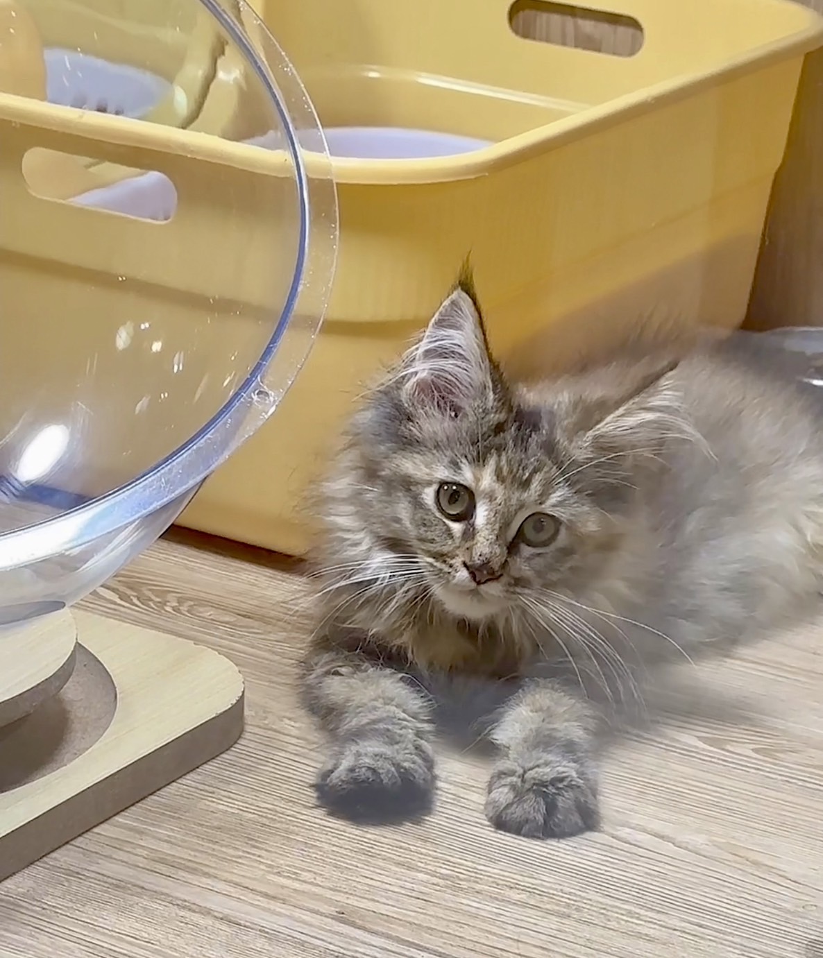 喜得貓社／棕色緬因貓