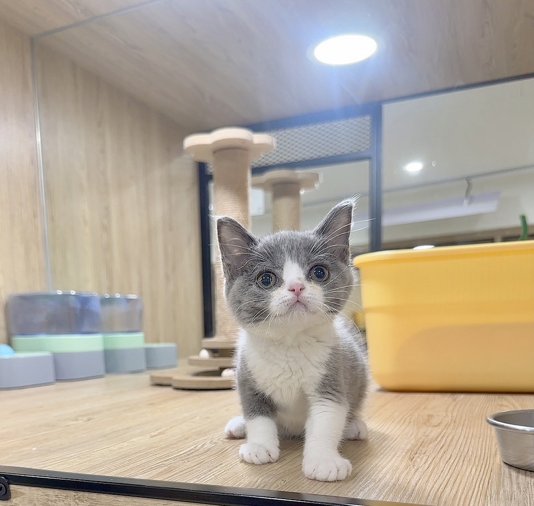 喜得貓社／藍白色英國短毛貓