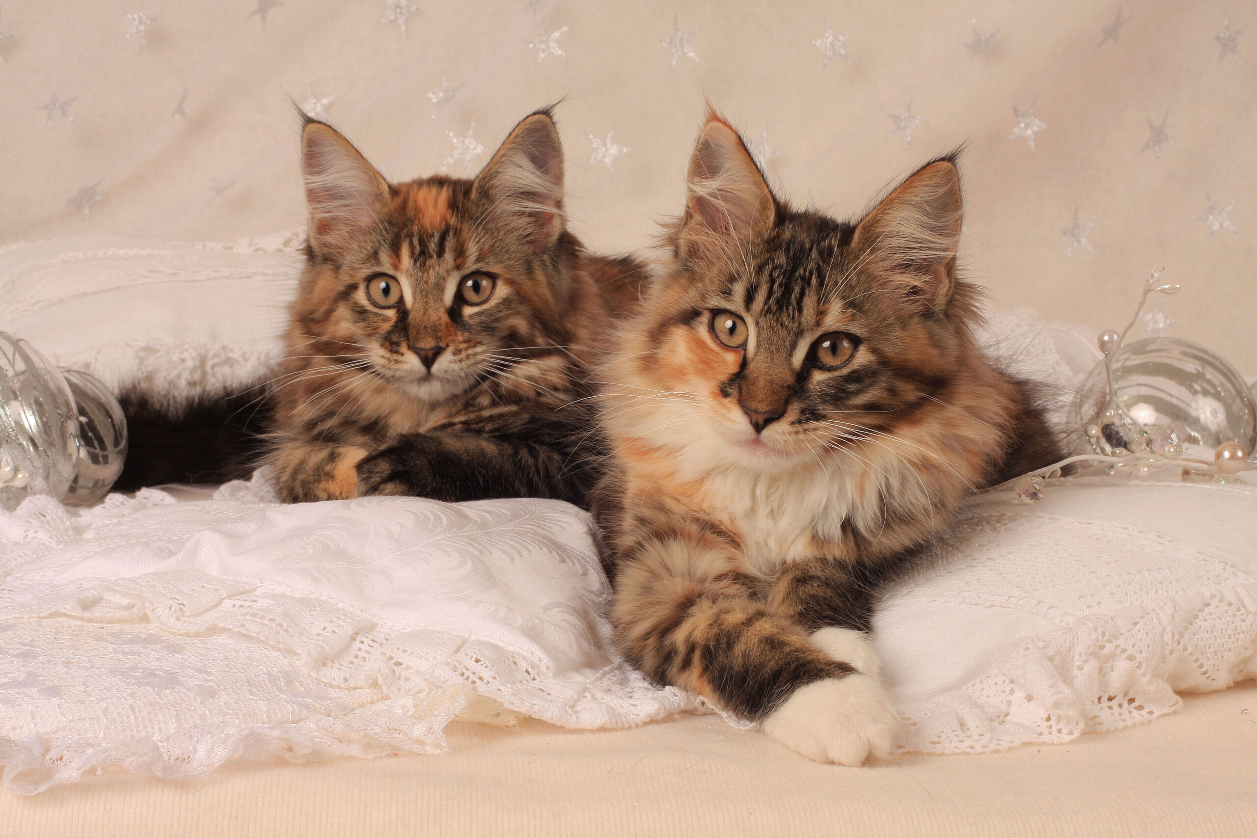 為何美容前需要貓咪的健康評估？必學指南：美容寄養前的健康評估與疫苗接種！