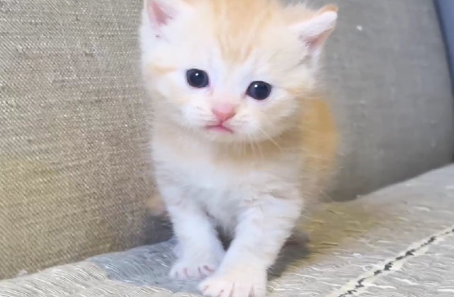 尊爵名皇／奶橘金漸層英國短毛貓