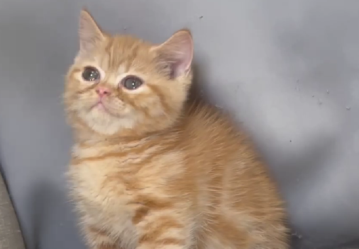 尊爵名皇／橘色曼赤肯