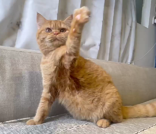 尊爵名皇／橘色英國短毛貓