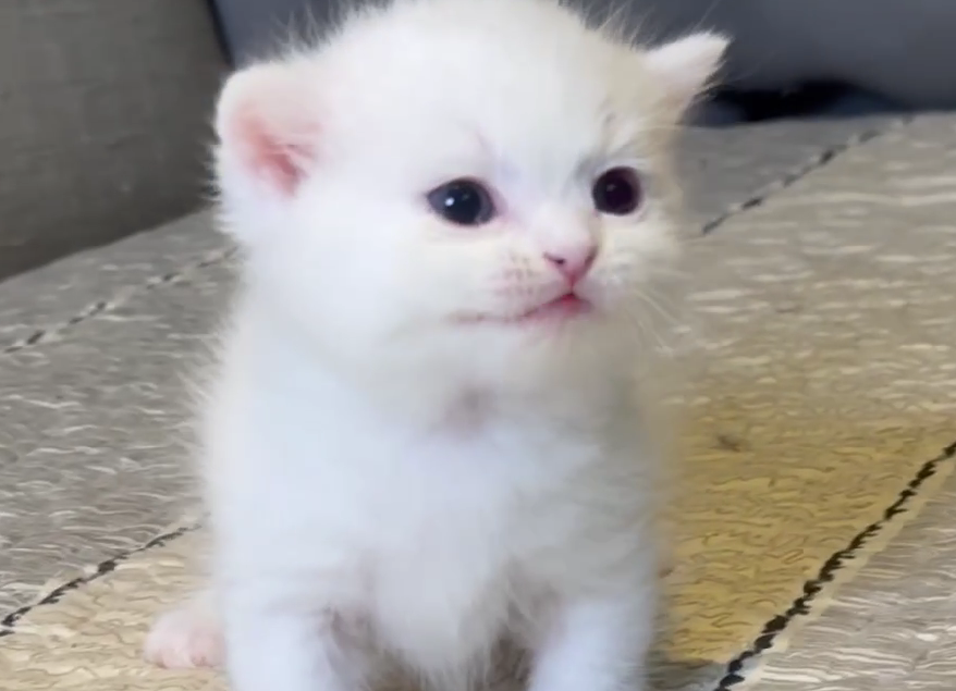 尊爵名皇／純白色曼赤肯