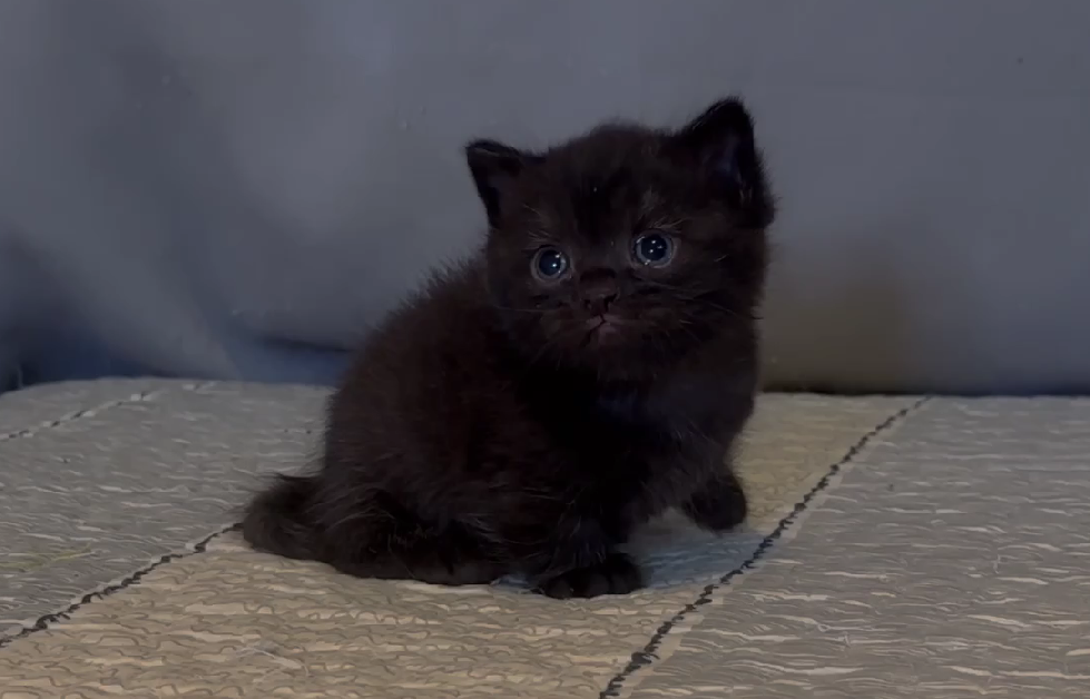 尊爵名皇／純黑色曼赤肯