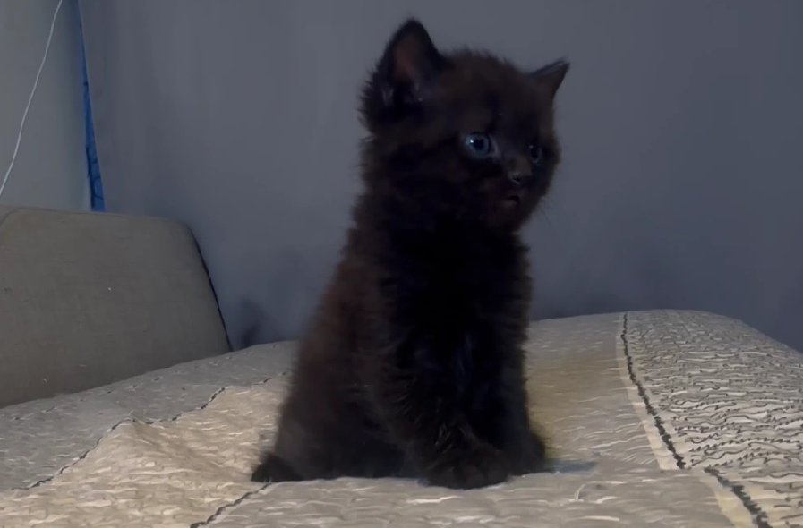 尊爵名皇／黑色英國短毛貓