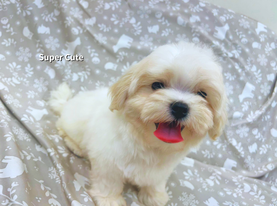 超可愛名犬社／瑪爾濟斯