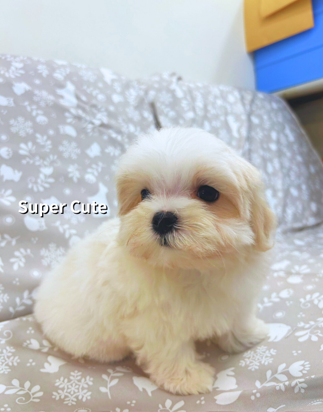 超可愛名犬社／瑪爾濟斯