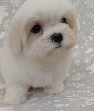超可愛名犬社／瑪爾濟斯