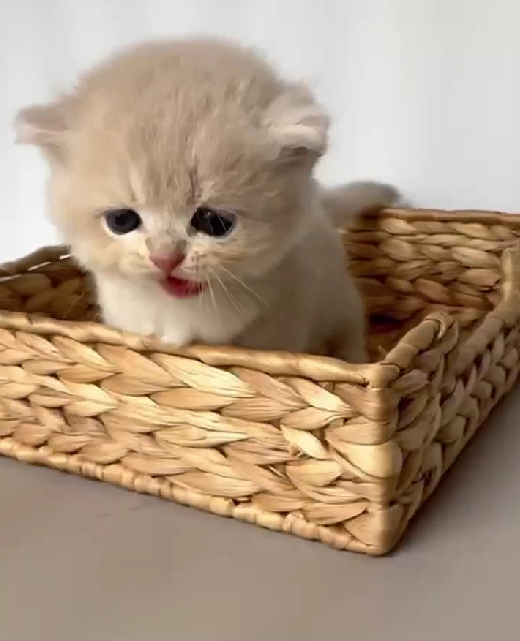 天使貓園／紫金漸層英國短毛貓