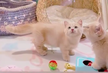 星光貓舍／奶油曼赤肯