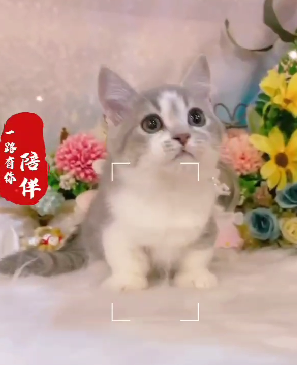 星光貓舍／藍虎斑白曼赤肯