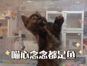 星光貓舍／玳瑁曼赤肯