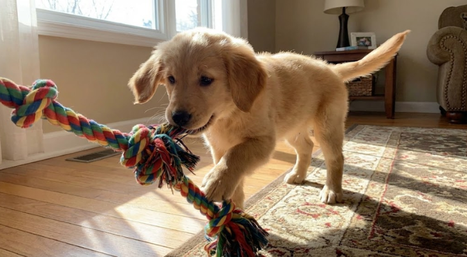 小型犬食道梗塞窒息危機：獸醫急診專家教你黃金急救術