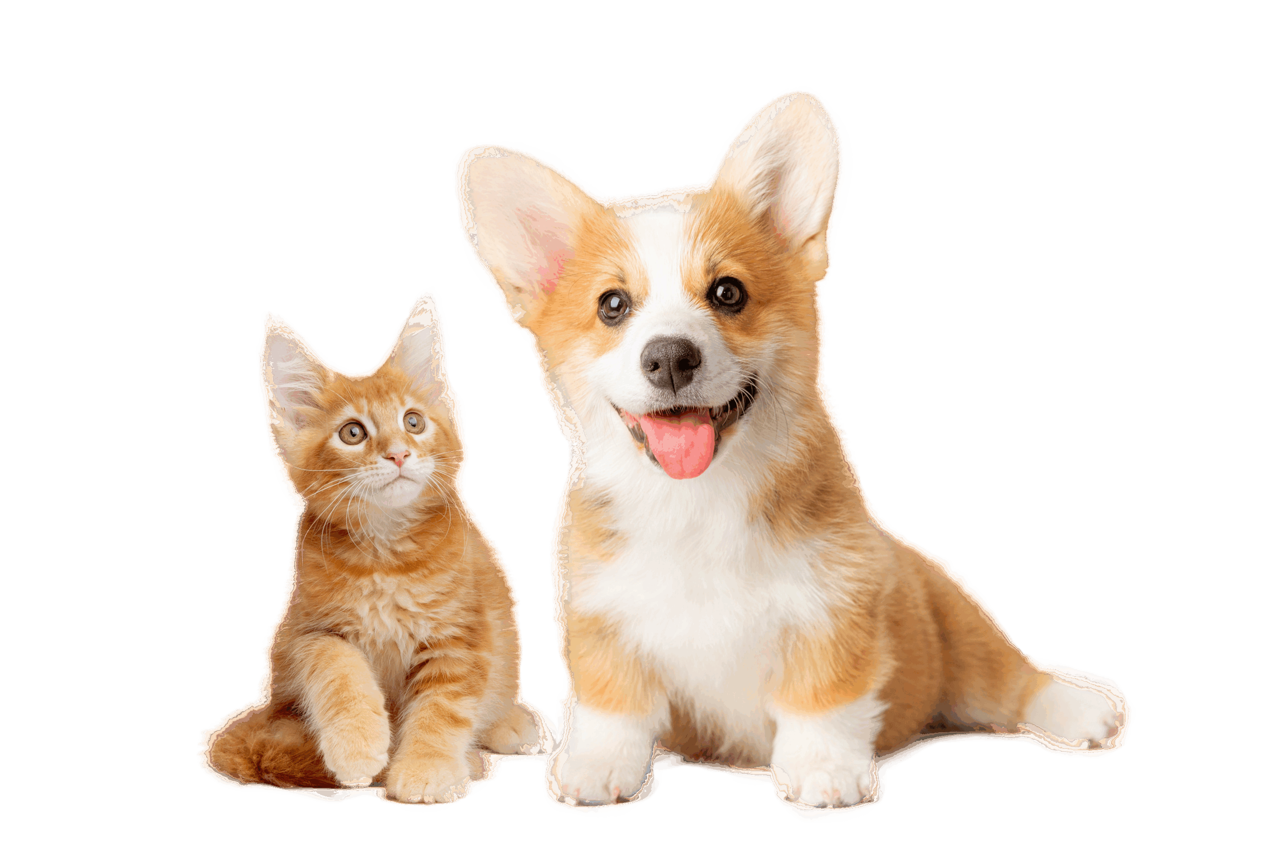 建立犬隻社會化訓練的重要性：早期社會化對犬隻及飼主長期影響指南