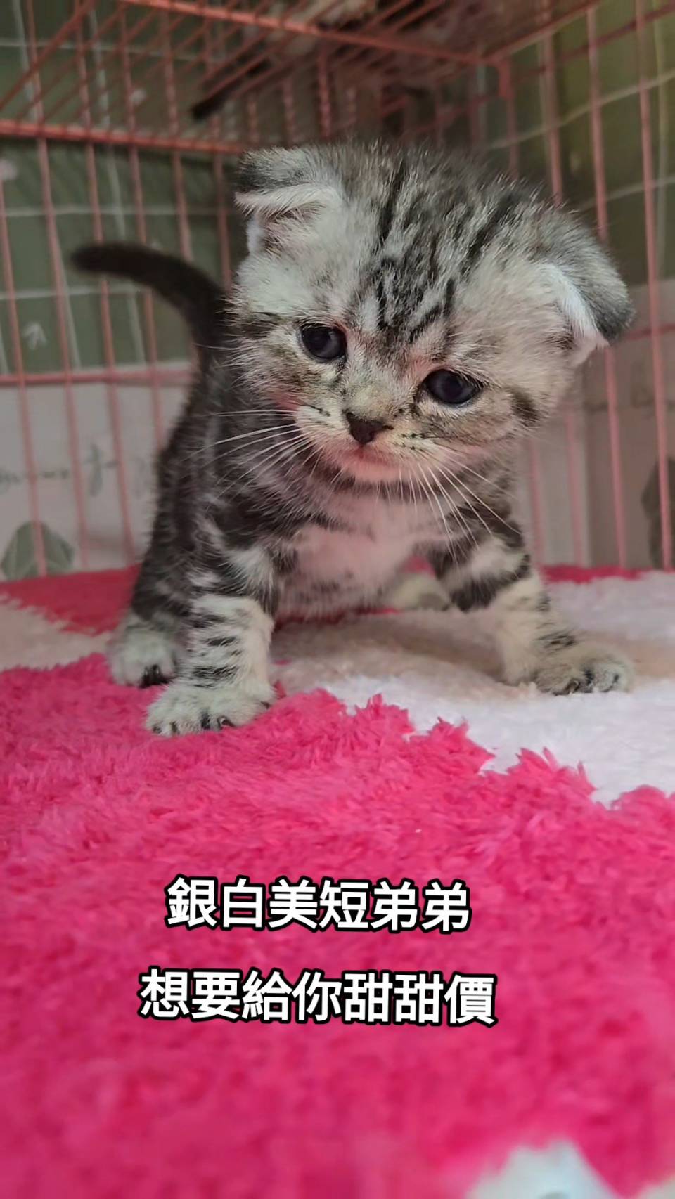刻在你心底的貓／銀白美國短毛貓