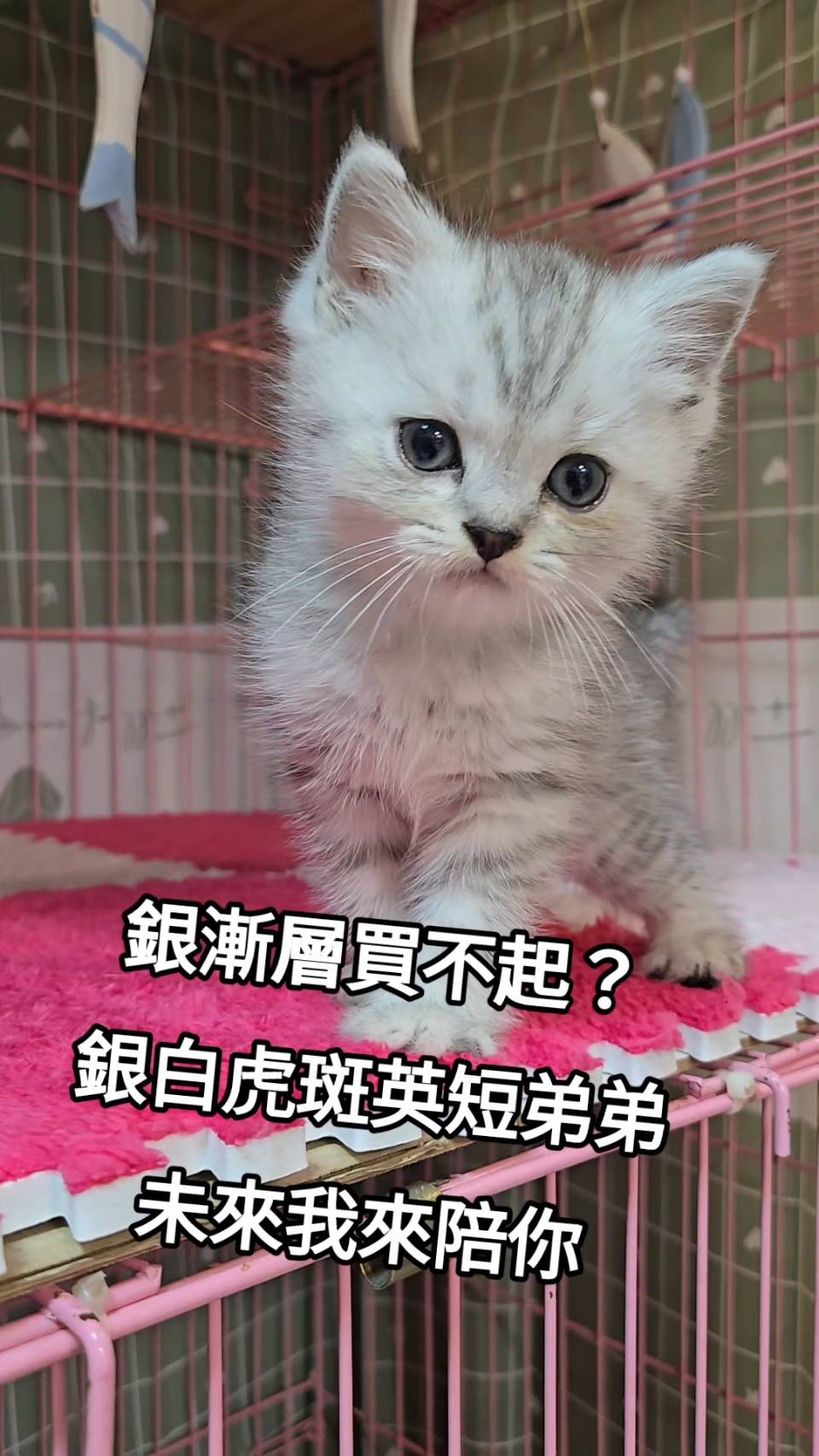 刻在你心底的貓／銀白虎斑英國短毛貓