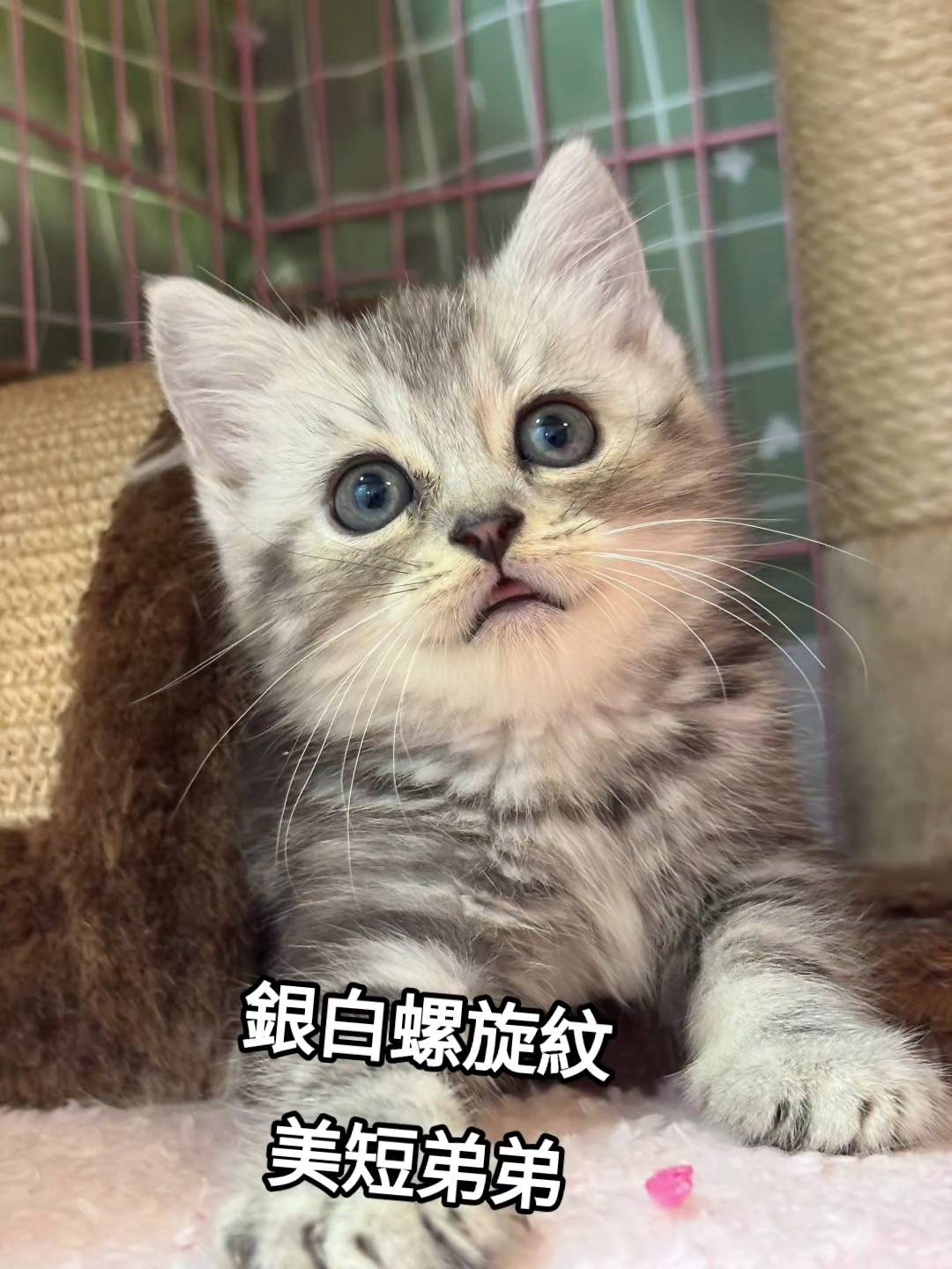 刻在你心底的貓／銀白螺旋紋美國短毛貓