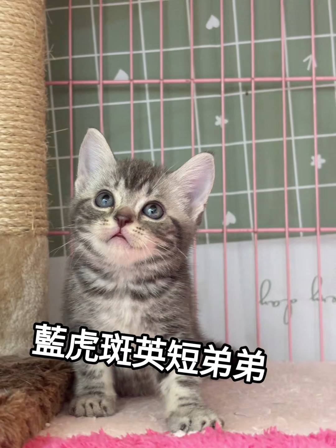 刻在你心底的貓／藍虎斑英國短毛貓