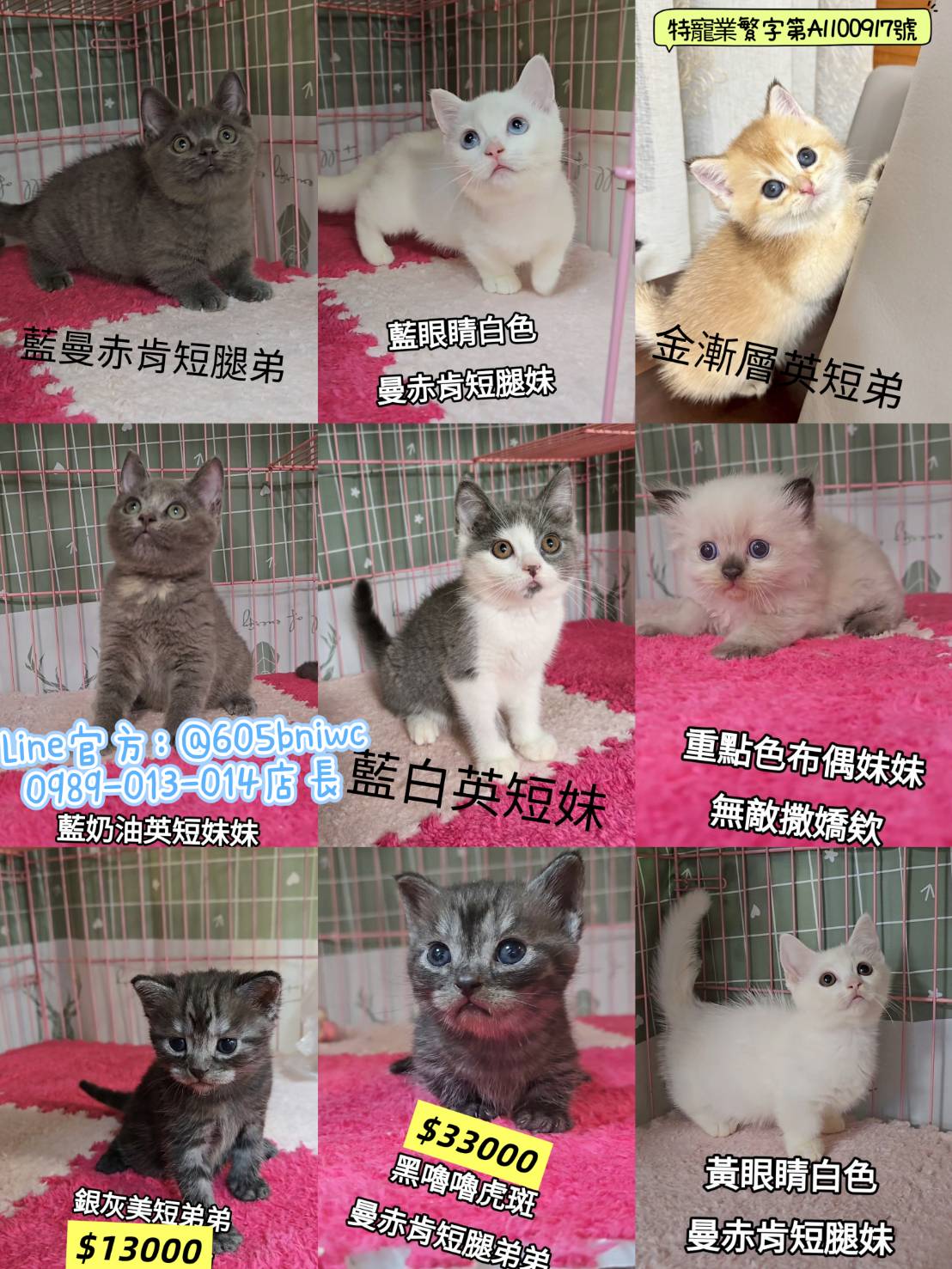 刻在你心底的貓／各品種貓