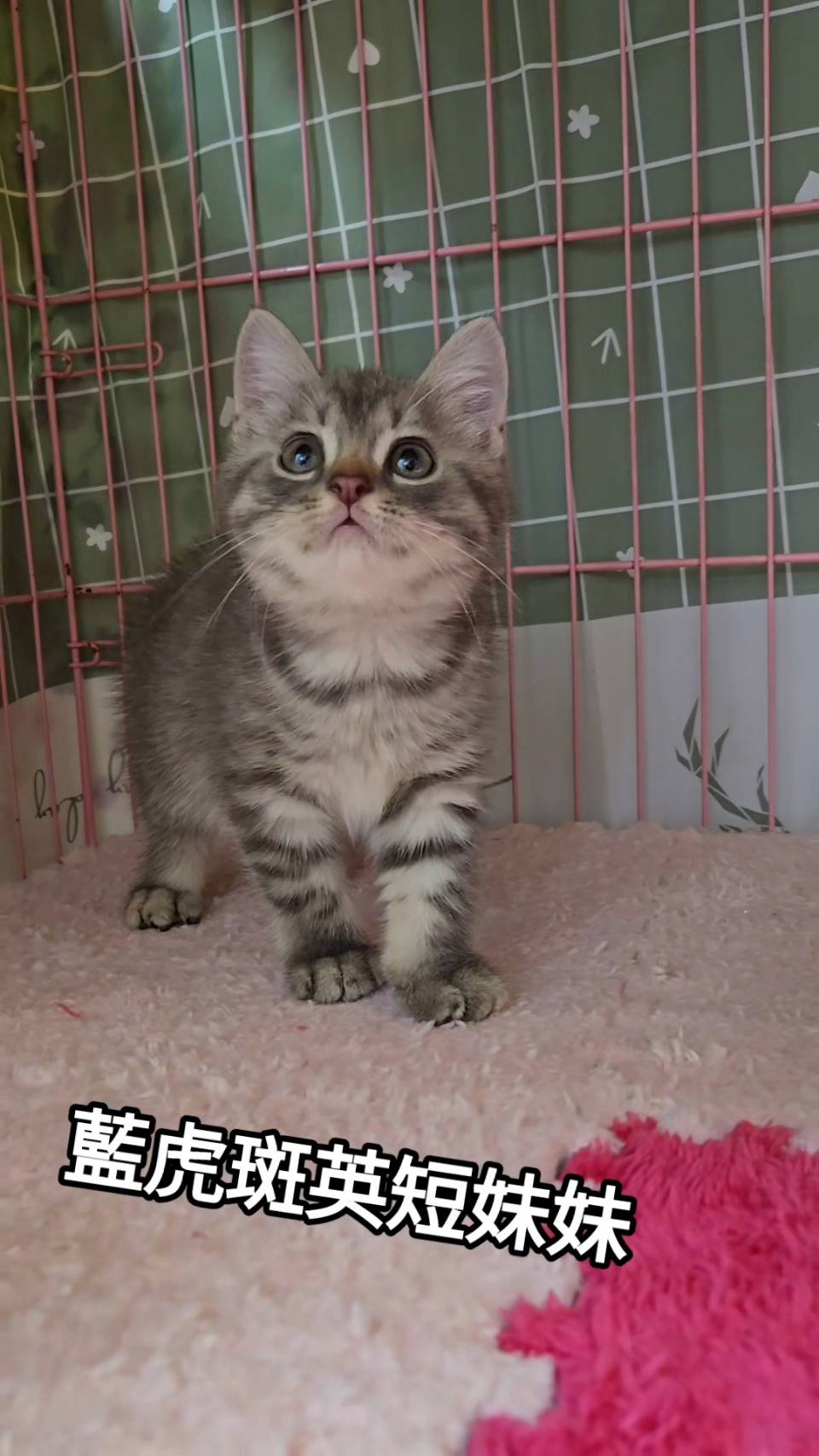 刻在你心底的貓／藍虎斑英國短毛貓