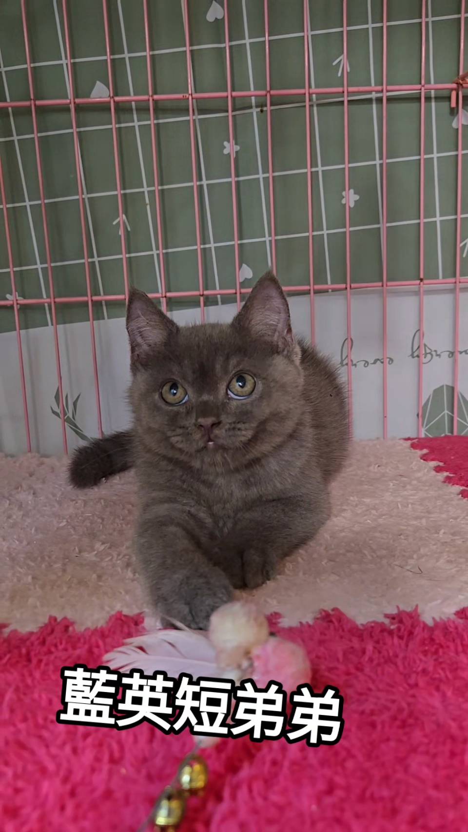 刻在你心底的貓／藍色英國短毛貓