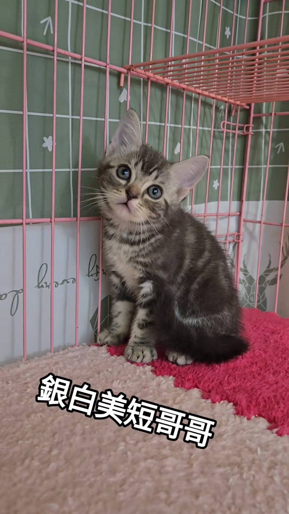刻在你心底的貓／銀白色美國短毛貓