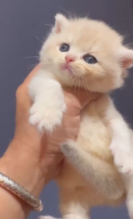 天使貓園／紫金漸層英國短毛貓