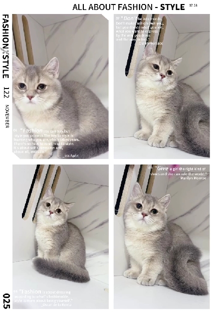 布魯斯貓舍／藍金漸層曼赤肯