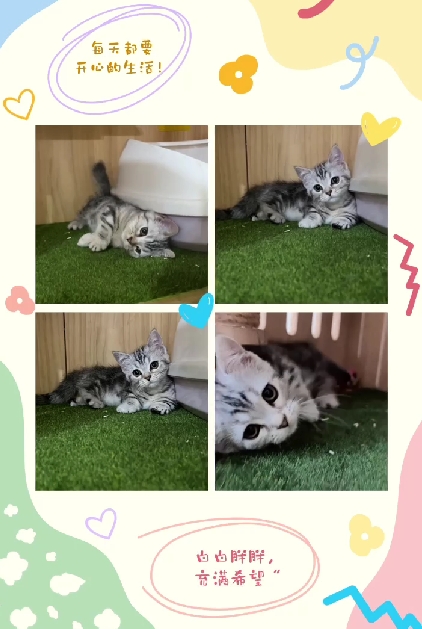 布魯斯貓舍／美短紋曼赤肯