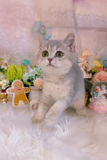 星光貓舍／藍金漸層英國短毛貓