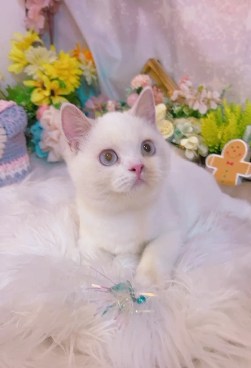 星光貓舍／奶端重點色英國短毛貓