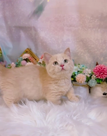 星光貓舍／奶油曼赤肯