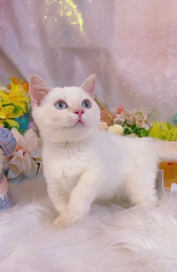 星光貓舍／奶端重點色曼赤肯