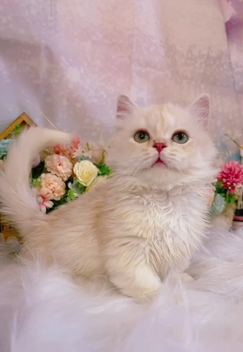 星光貓舍／凱米爾奶油小步舞曲