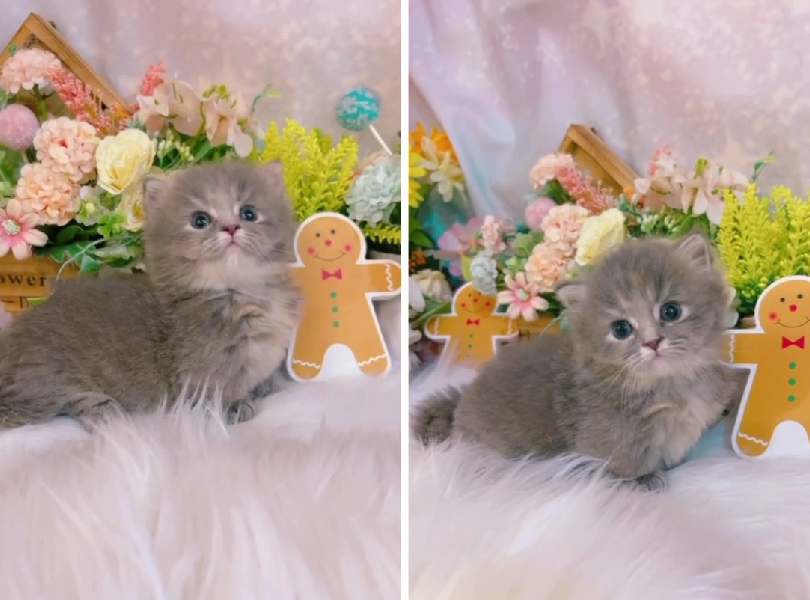 星光貓舍／藍色小步舞曲