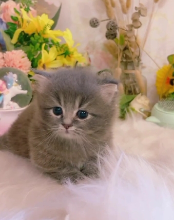 星光貓舍／藍色小步舞曲