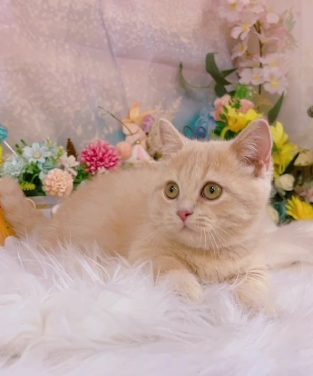 星光貓舍／奶油曼赤肯