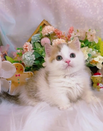 星光貓舍／金加白賓士曼赤肯