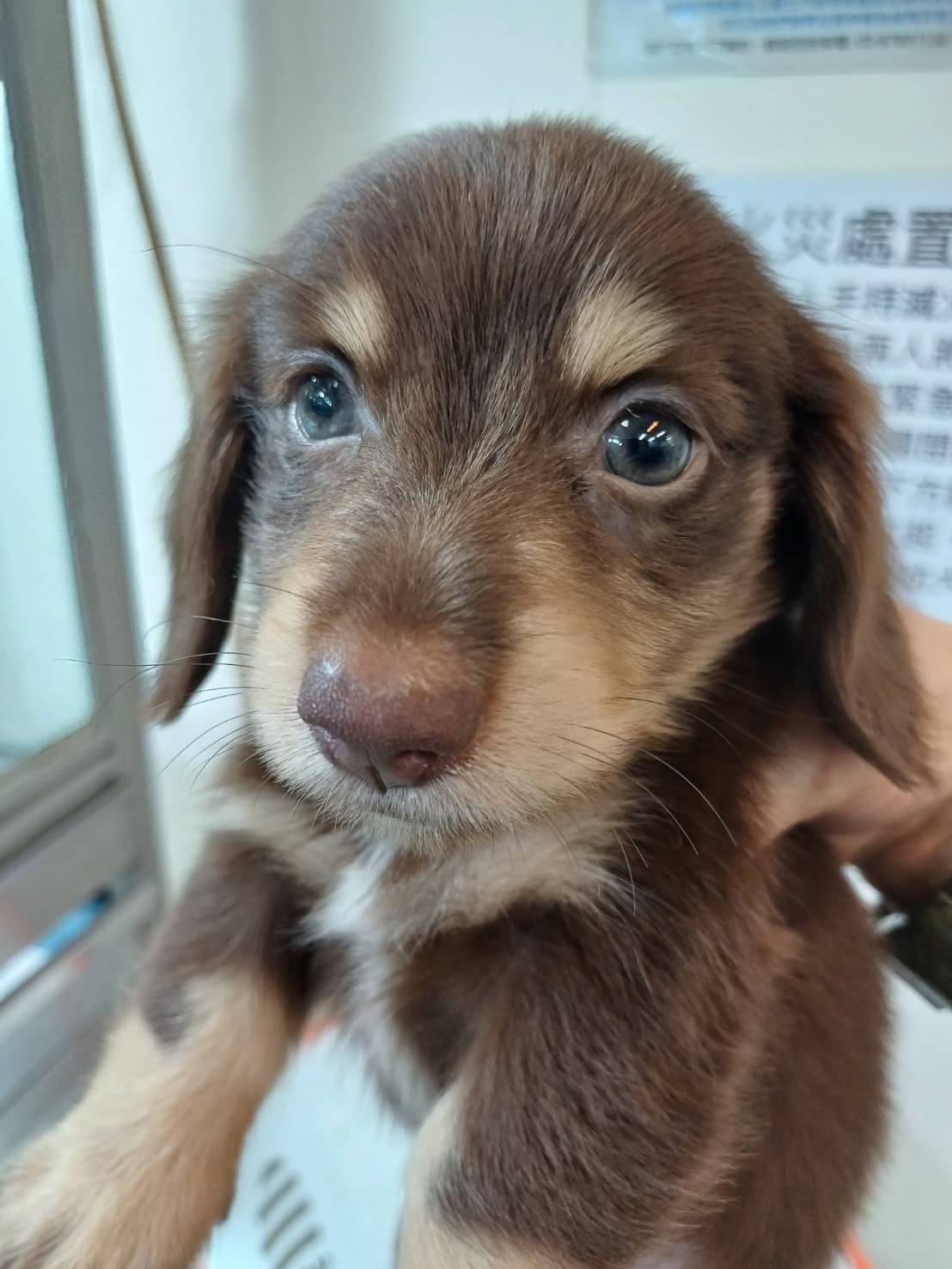 超可愛名犬社／巧克力奶油長毛臘腸狗