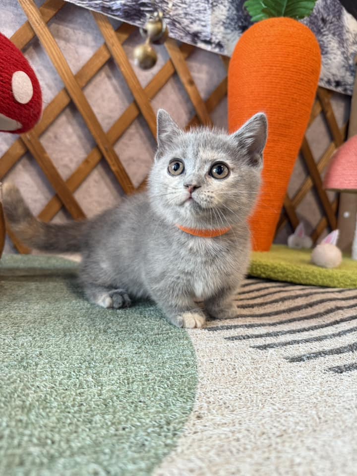 金瑟喵屋／藍奶油曼赤肯