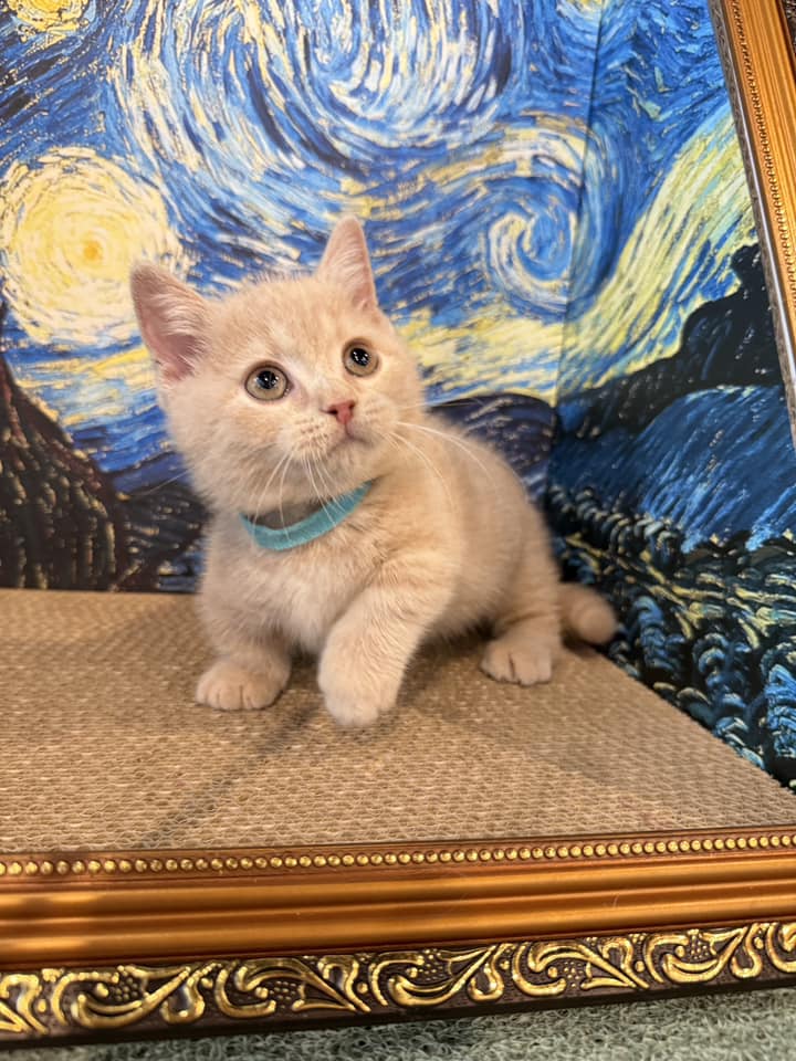 金瑟喵屋／奶油色曼赤肯