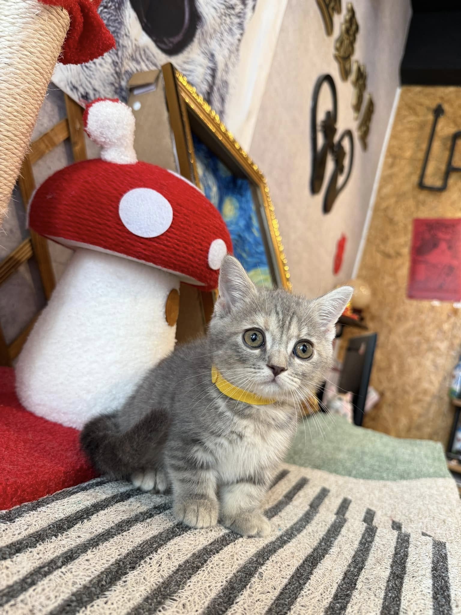 金瑟喵屋／藍虎斑曼赤肯