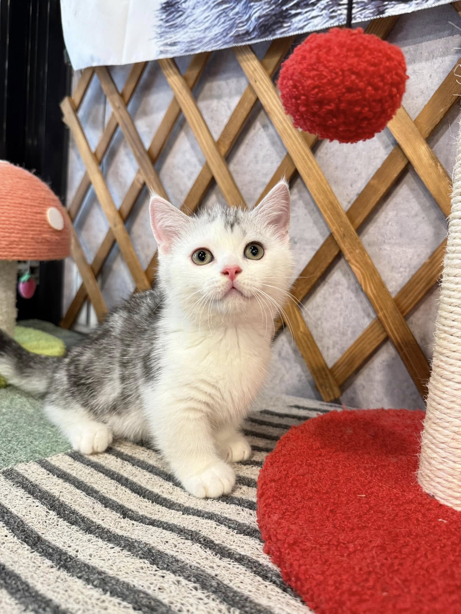 金瑟喵屋／銀白加白曼赤肯