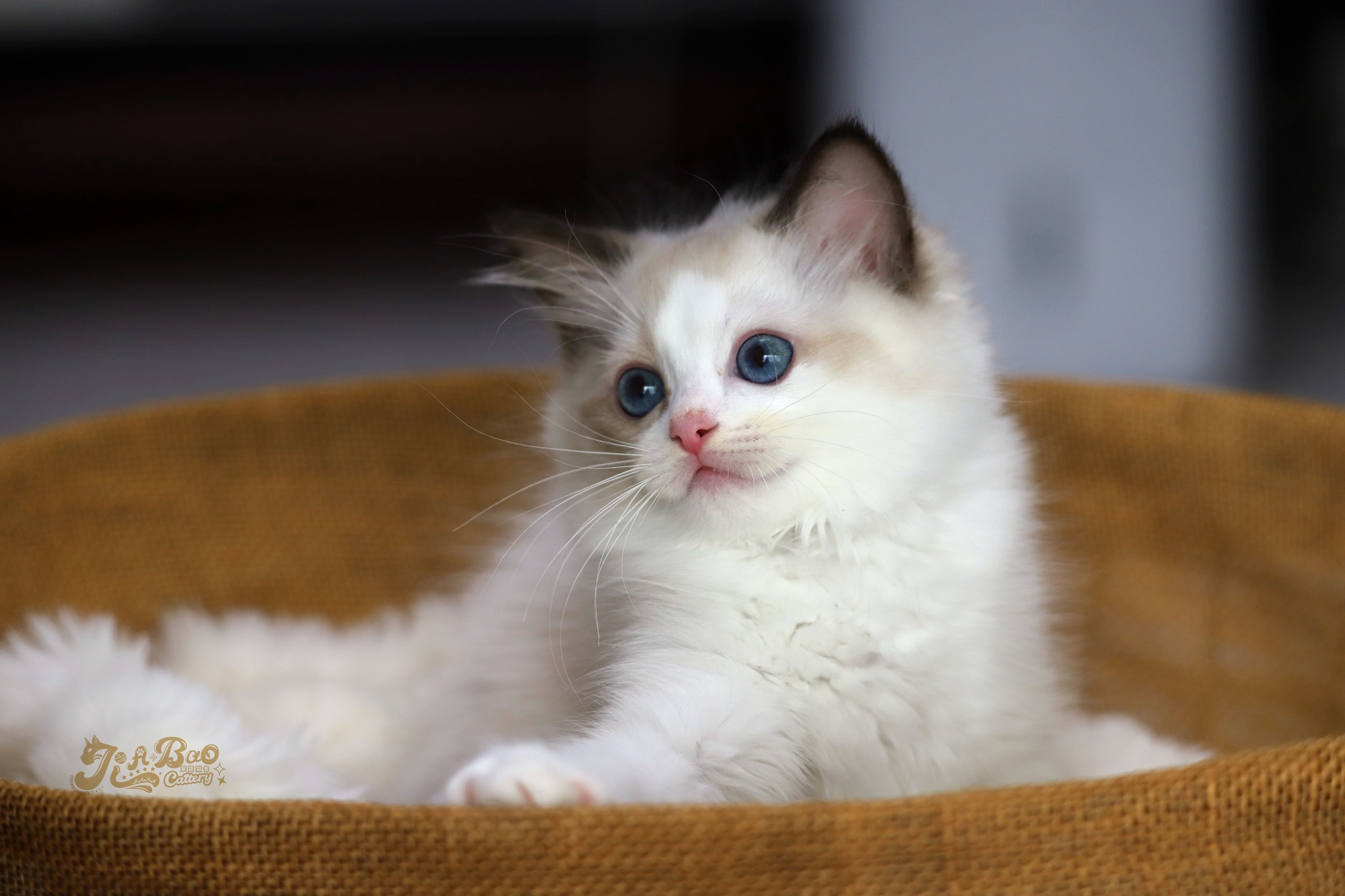 家寶寵物／海豹雙色布偶貓