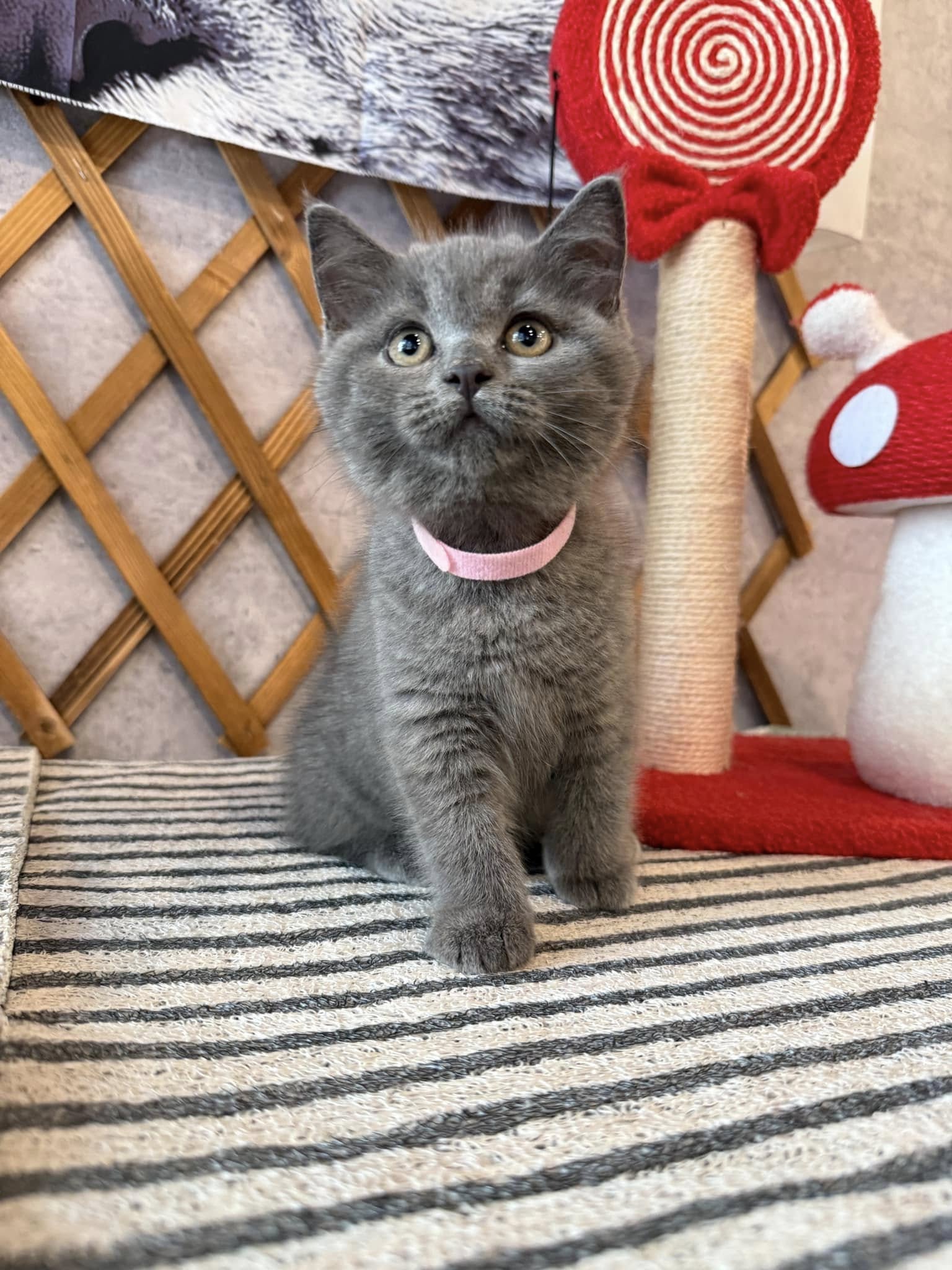 金瑟喵屋／藍色英國短毛貓