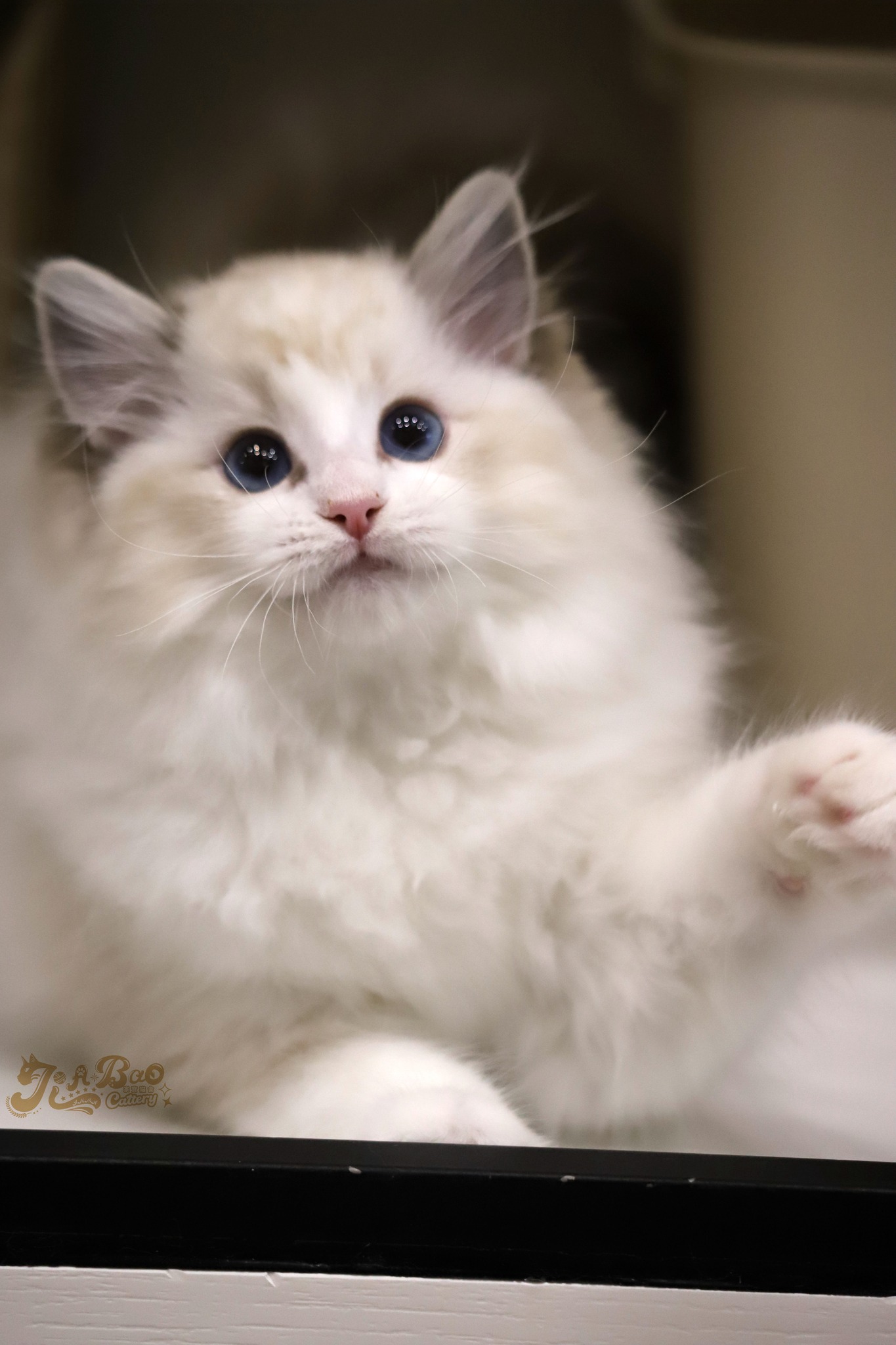 家寶寵物／海豹山貓雙布偶貓