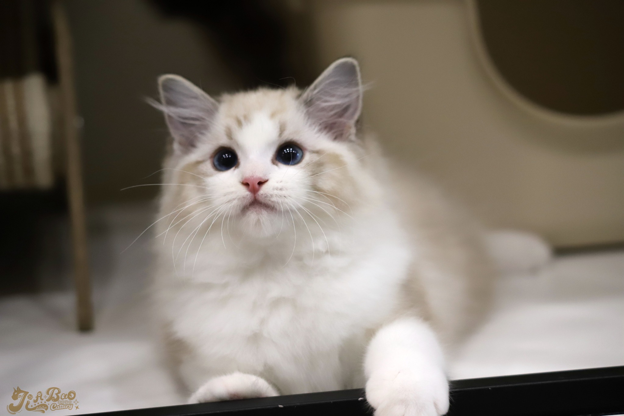 家寶寵物／海豹山貓雙布偶貓