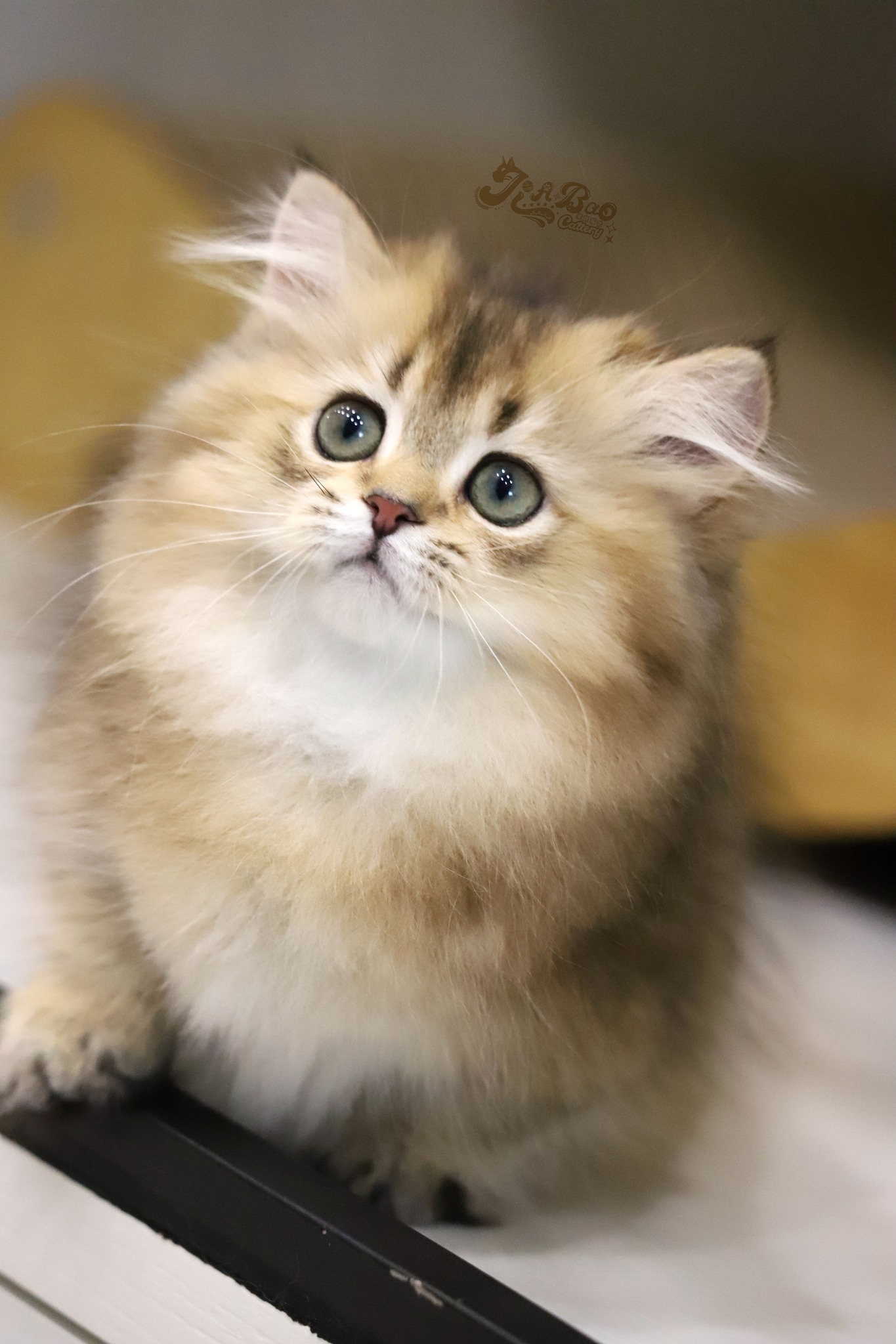 家寶寵物／黑金漸層小步舞曲